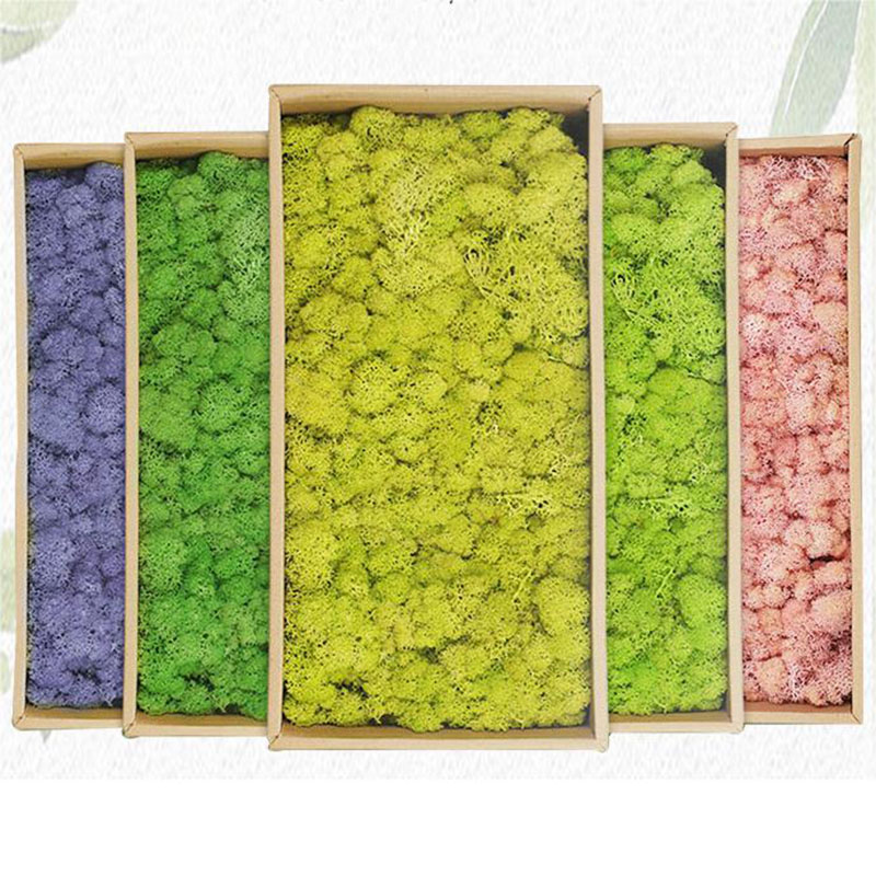 20g sztuczne rośliny zielone ż – Sphagnum Moss Dry recenzja i cena